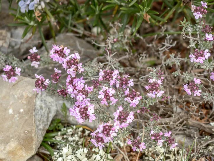 Plantes sauvages comestibles, Fleur de thym