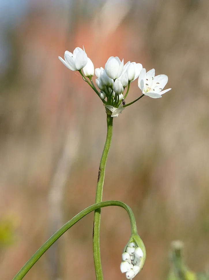 Les plantes sauvages comestibles, de la théorie à la pratique
