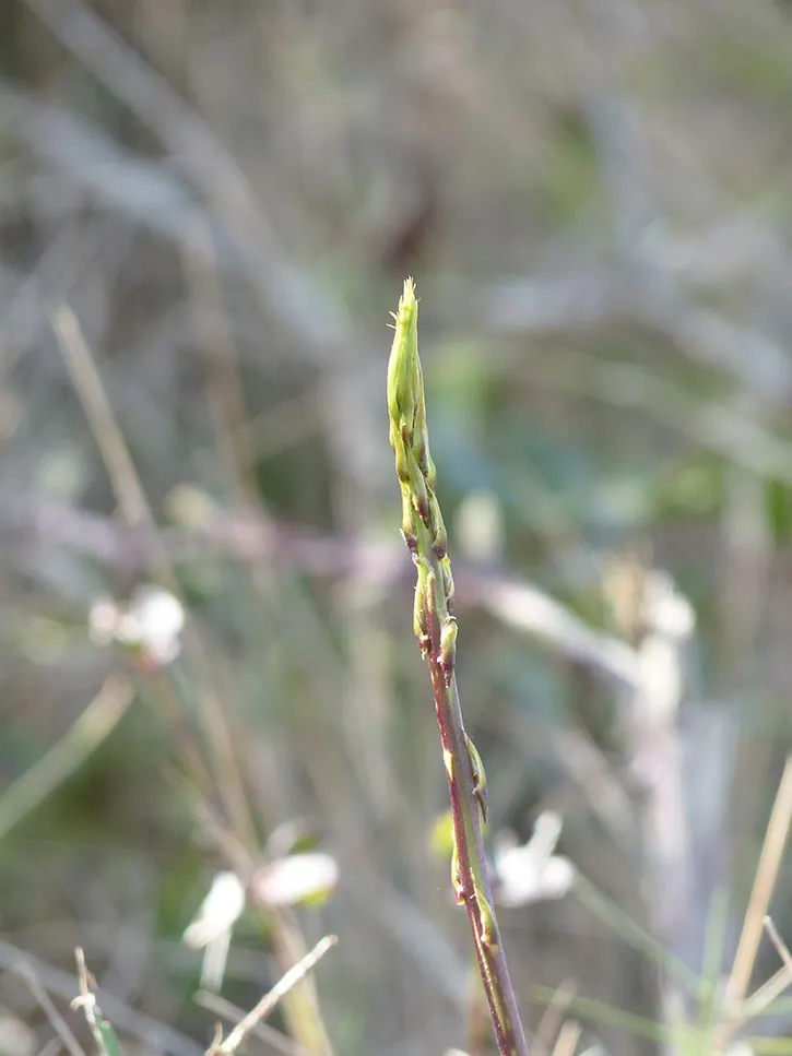 plantes sauvages comestibles, Asperge sauvage dans la nature