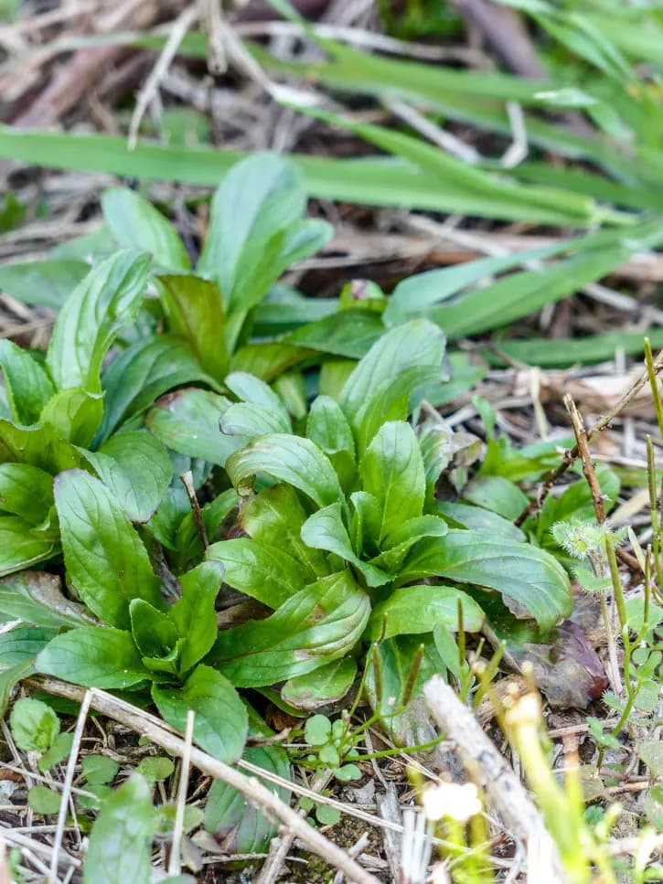 plantes sauvages comestibles, épilobe