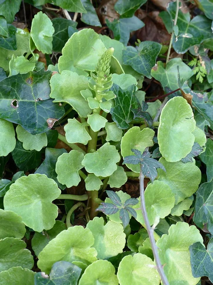 plantes sauvages comestibles, Nombril de Vénus dans la nature