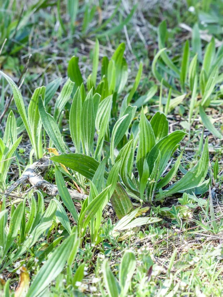 plantes sauvages comestibles, le plantain lancéolé