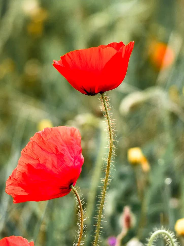 Plantes sauvages coquelicot