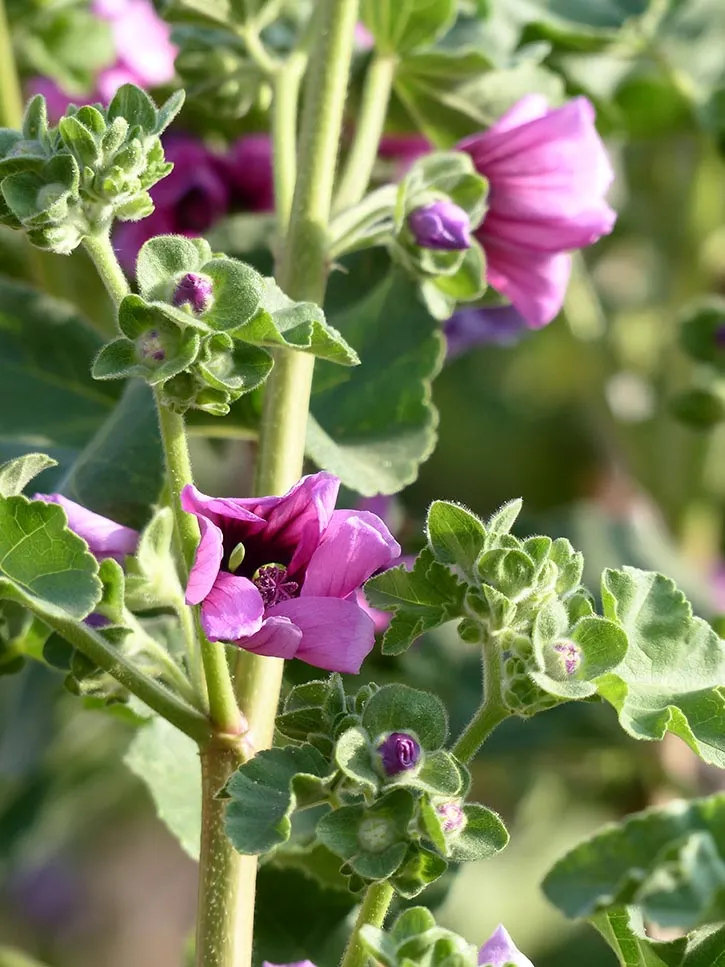 Plantes sauvages mauve