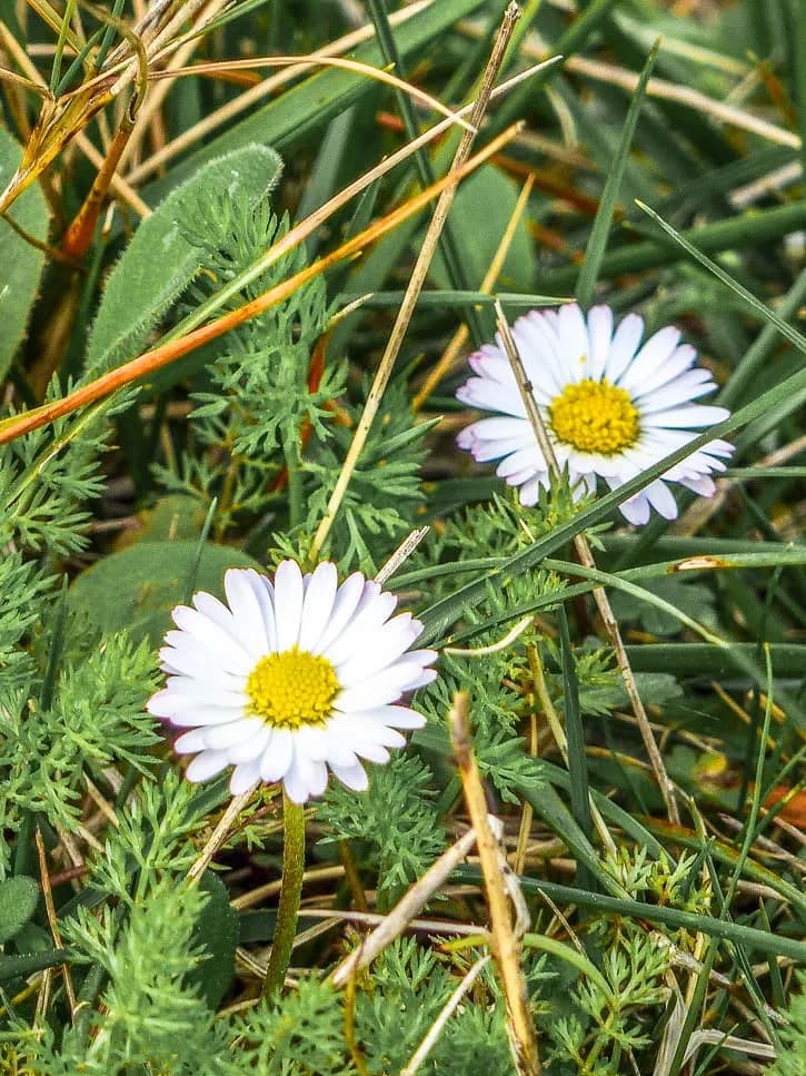 Plantes sauvages pâquerette