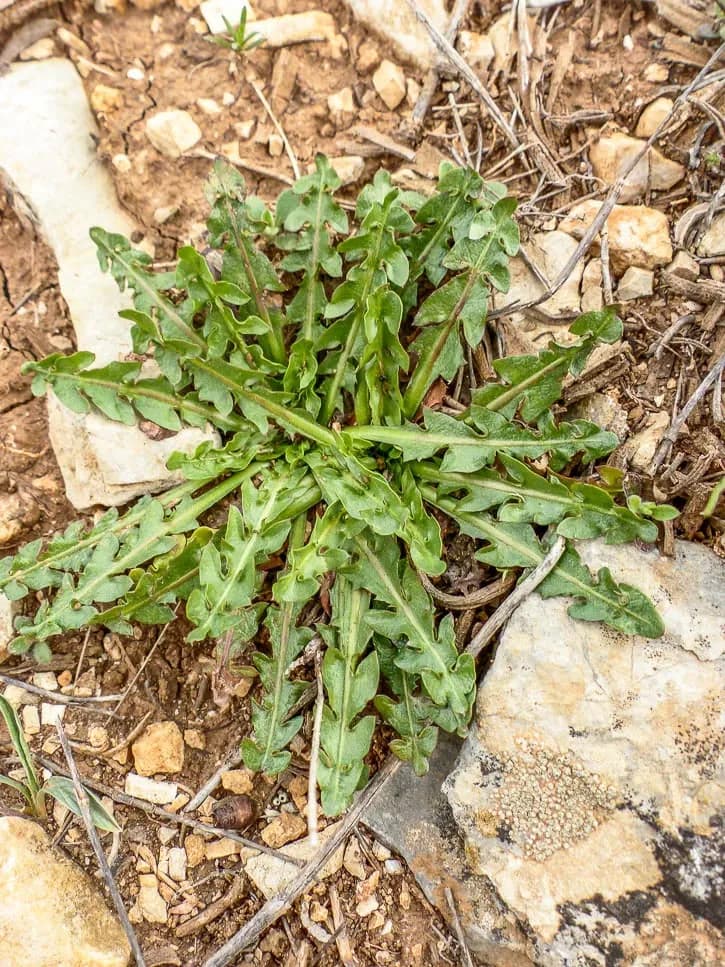 Les plantes sauvages comestibles, suite et fin.