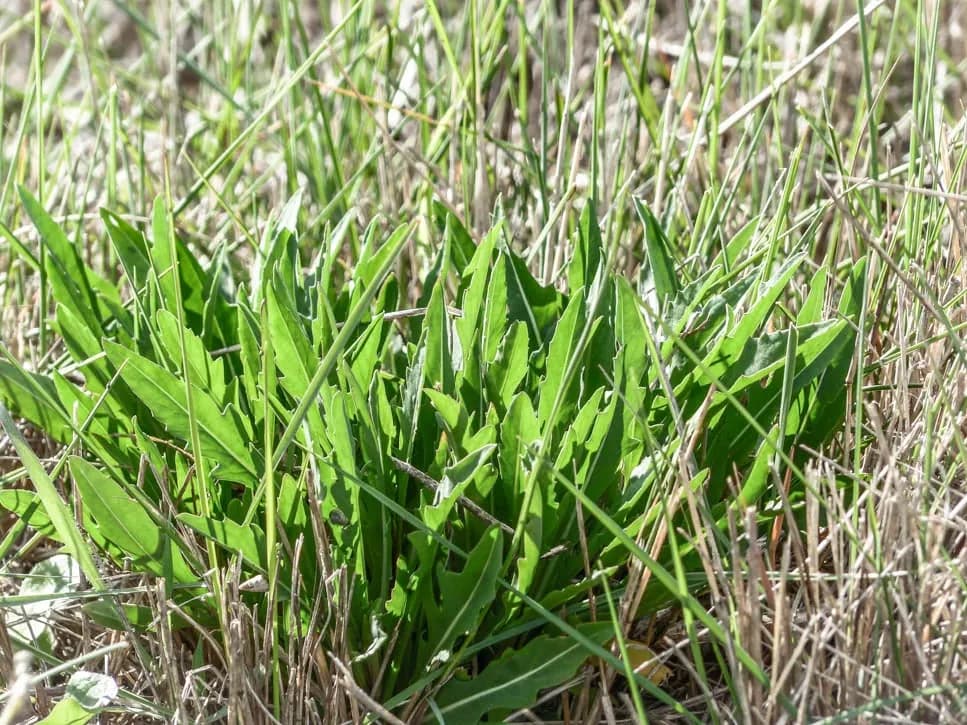 Plantes sauvage roquette