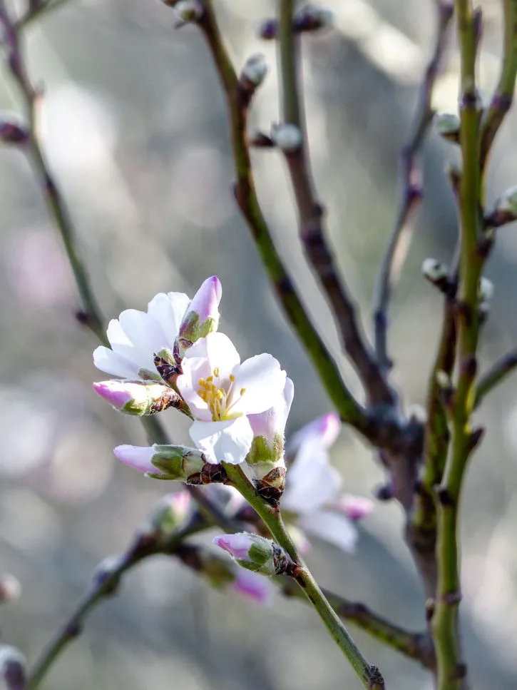 Okinawa fleurs d'amandier
