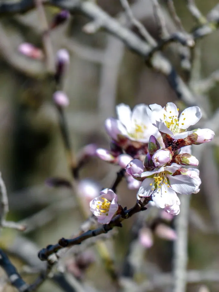 Branche d'amandier comme à Okinawa